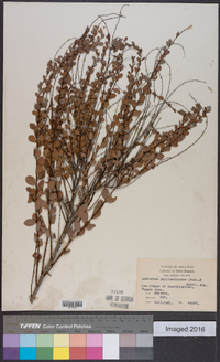 Andrachne phyllanthoides image