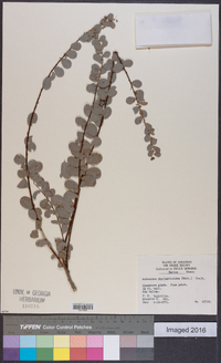 Andrachne phyllanthoides image