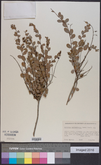 Andrachne phyllanthoides image