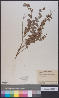 Andrachne phyllanthoides image