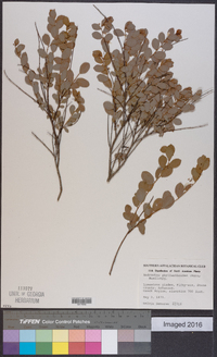 Andrachne phyllanthoides image