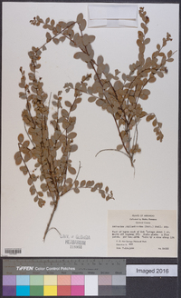 Andrachne phyllanthoides image