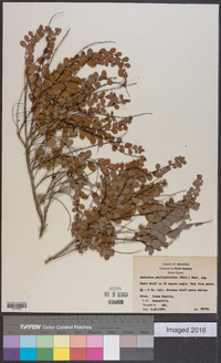 Andrachne phyllanthoides image