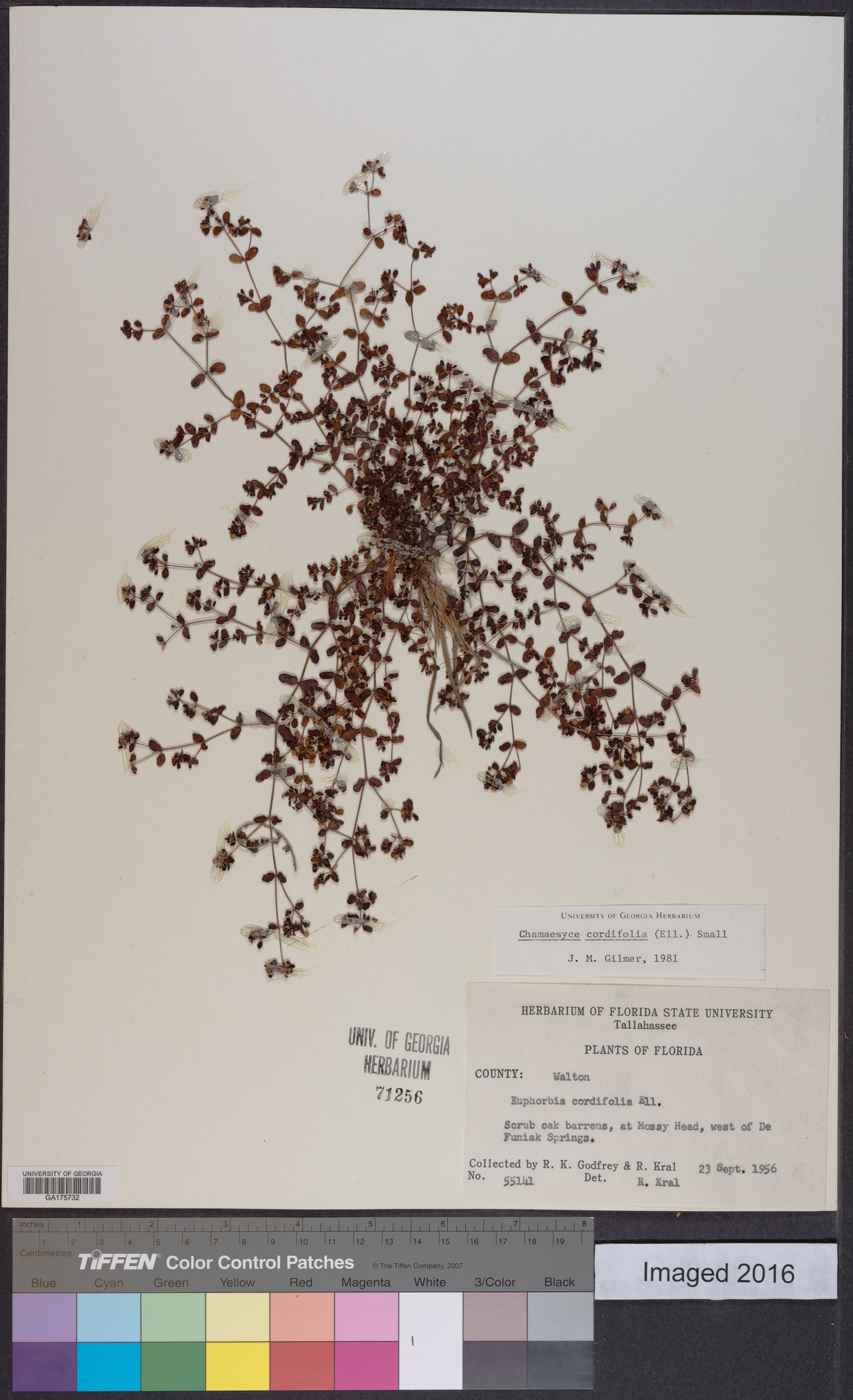 Chamaesyce cordifolia image