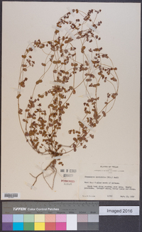 Chamaesyce cordifolia image