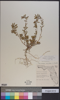 Chamaesyce hyssopifolia image