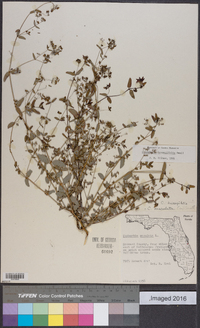 Chamaesyce hyssopifolia image