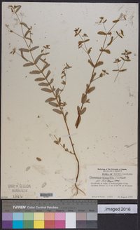 Chamaesyce hyssopifolia image