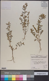 Chamaesyce hyssopifolia image