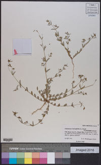 Chamaesyce hyssopifolia image