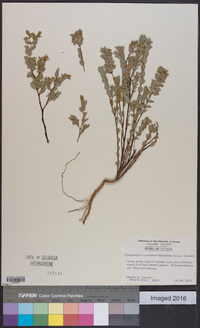 Chamaesyce mesembrianthemifolia image