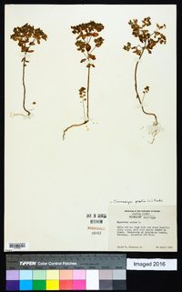 Chamaesyce peplis image