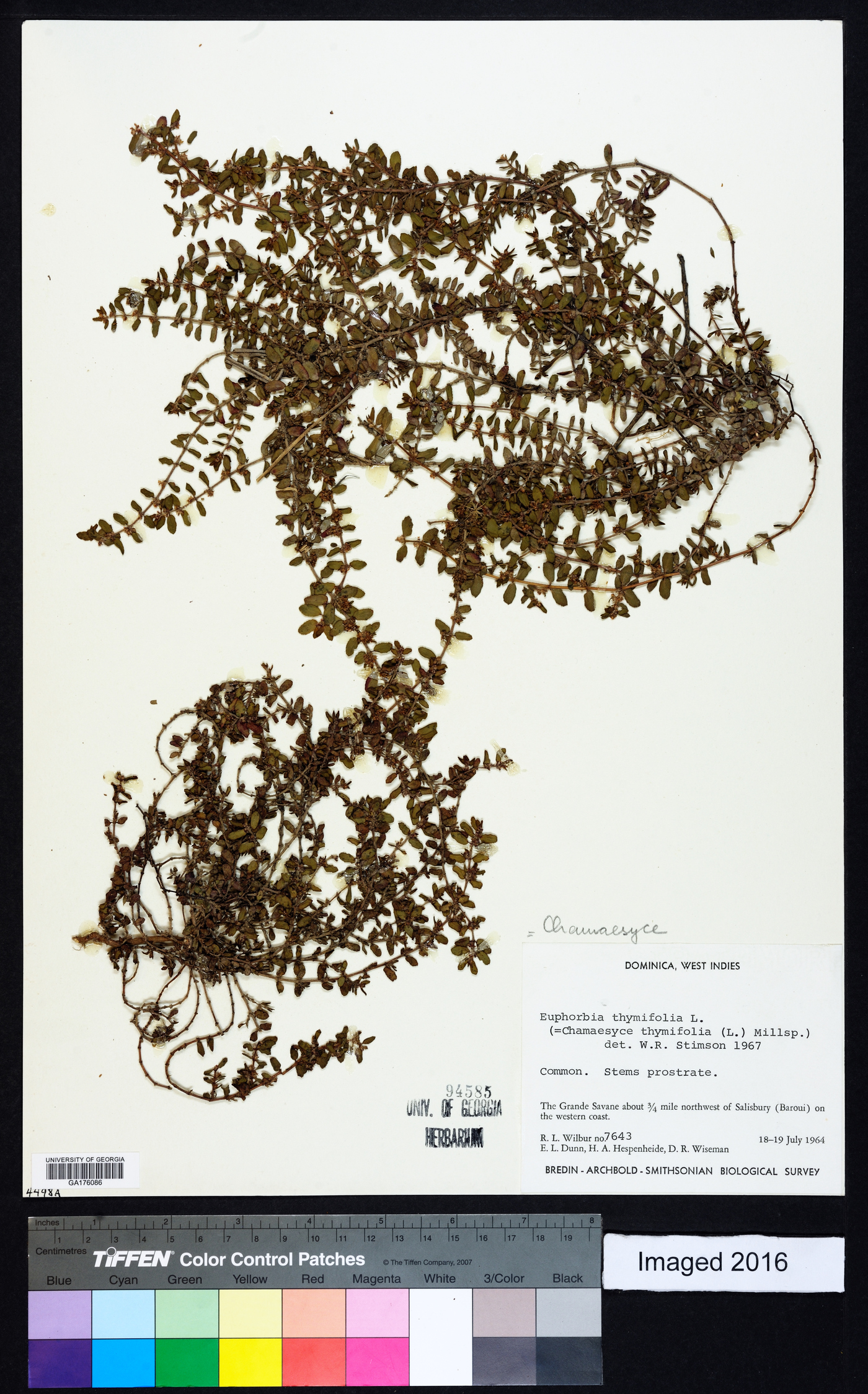 Chamaesyce thymifolia image