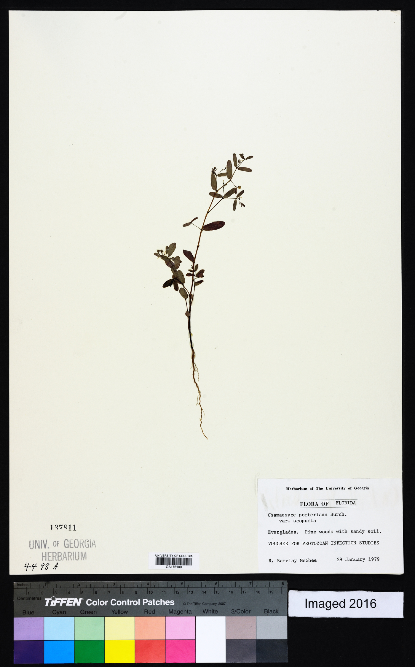 Chamaesyce porteriana image