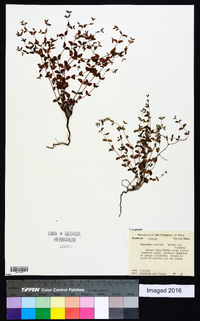 Chamaesyce serrula image