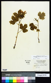 Cnidoscolus urens var. stimulosus image