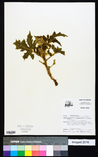 Cnidoscolus texanus image