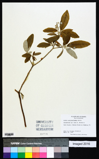 Croton argyranthemus image