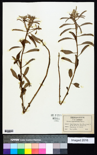 Croton argyranthemus image