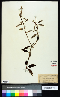 Croton argyranthemus image