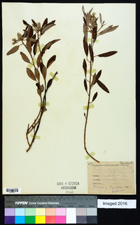 Croton argyranthemus image