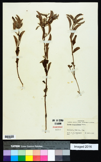 Croton argyranthemus image