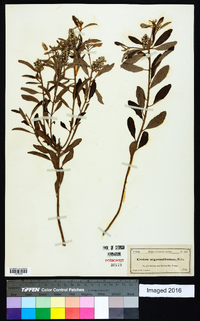 Croton argyranthemus image