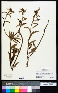 Croton argyranthemus image