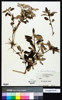 Croton argyranthemus image