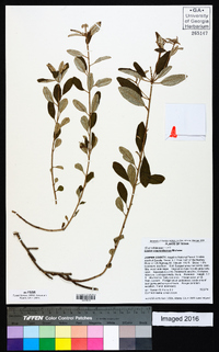 Croton argyranthemus image
