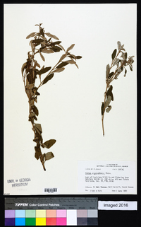 Croton argyranthemus image