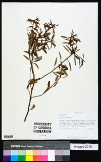 Croton argyranthemus image