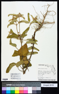 Croton capitatus image