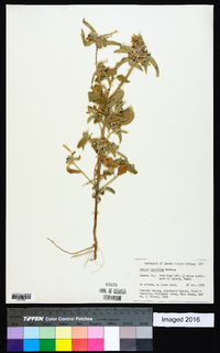 Croton capitatus image