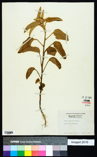 Croton capitatus image