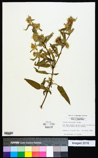 Croton capitatus image