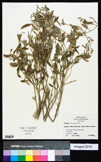 Croton dioicus image