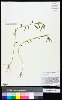 Croton elliottii image