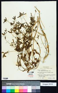 Croton glandulosus var. angustifolius image