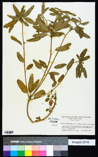 Croton glandulosus var. septentrionalis image