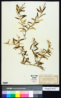 Croton linearis image