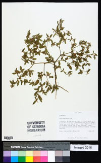 Croton monanthogynus image