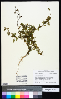 Croton monanthogynus image