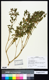 Croton monanthogynus image