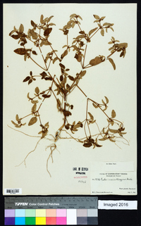 Croton monanthogynus image