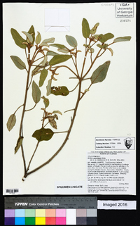 Croton punctatus image