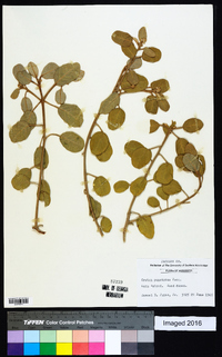 Croton punctatus image