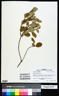 Croton punctatus image