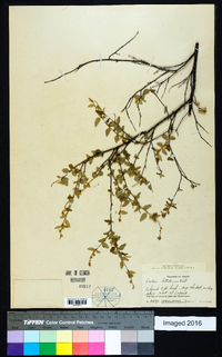 Croton betulinus image