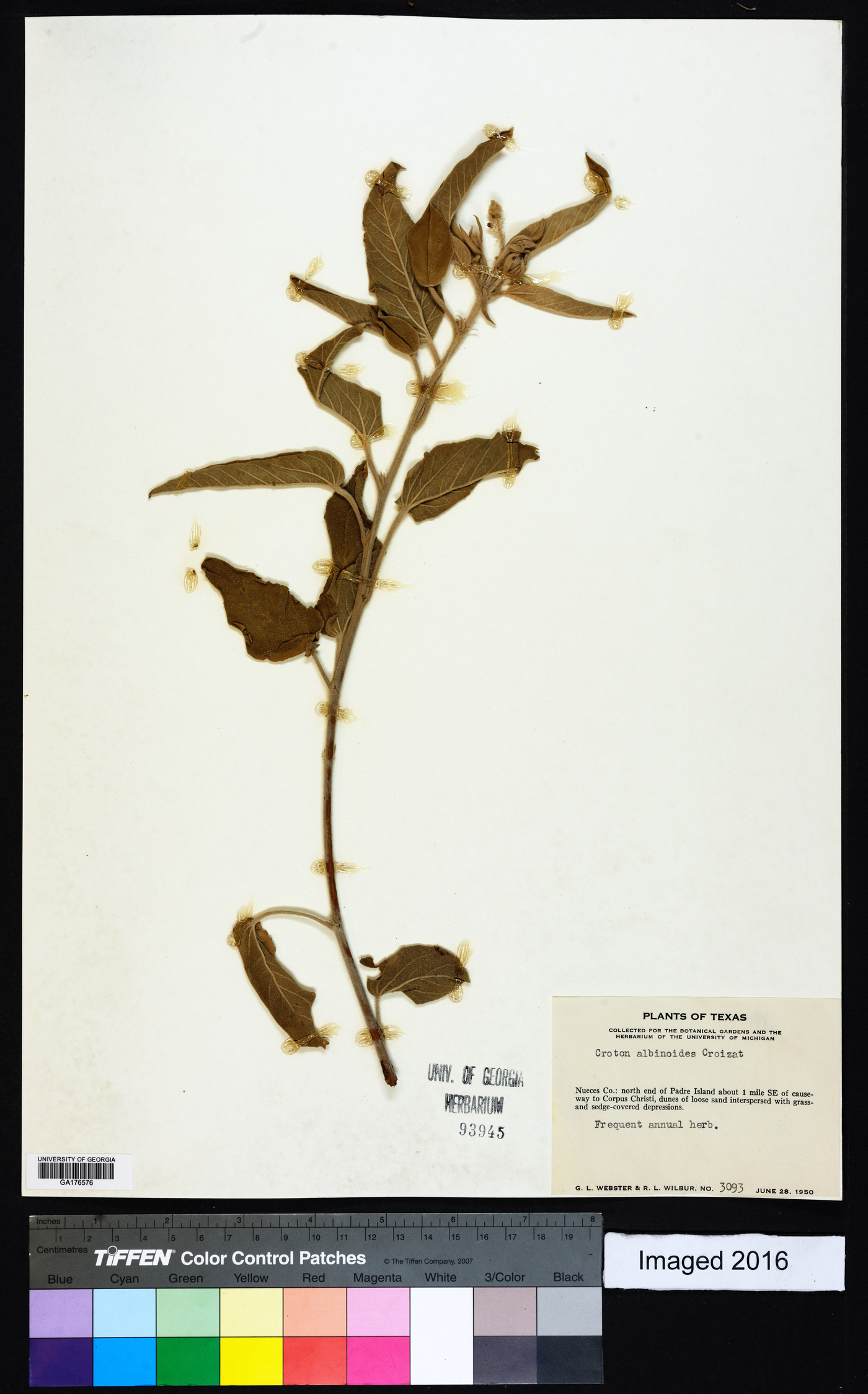 Croton albinoides image